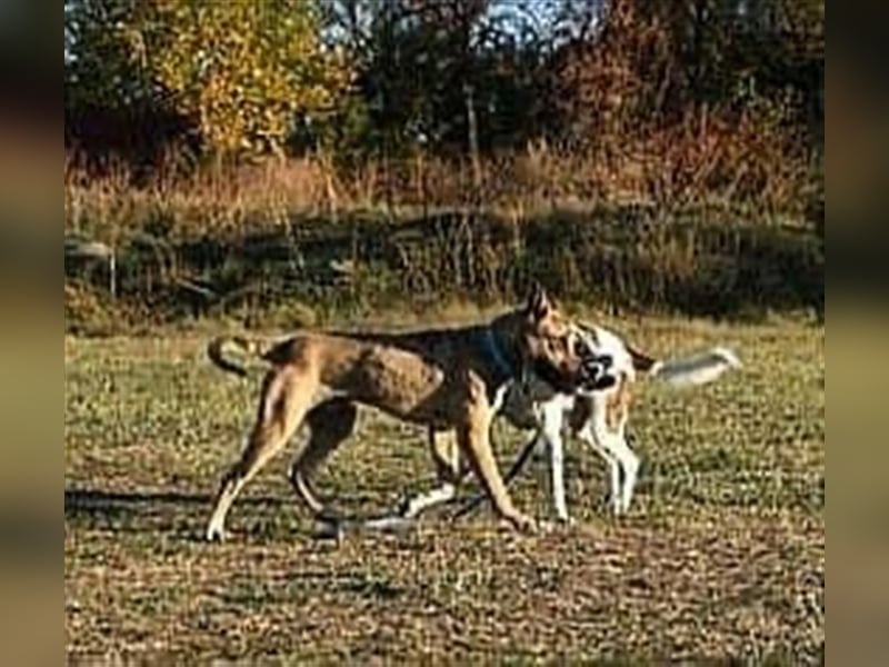 CHERI (*2022) auf der Suche nach Liebe