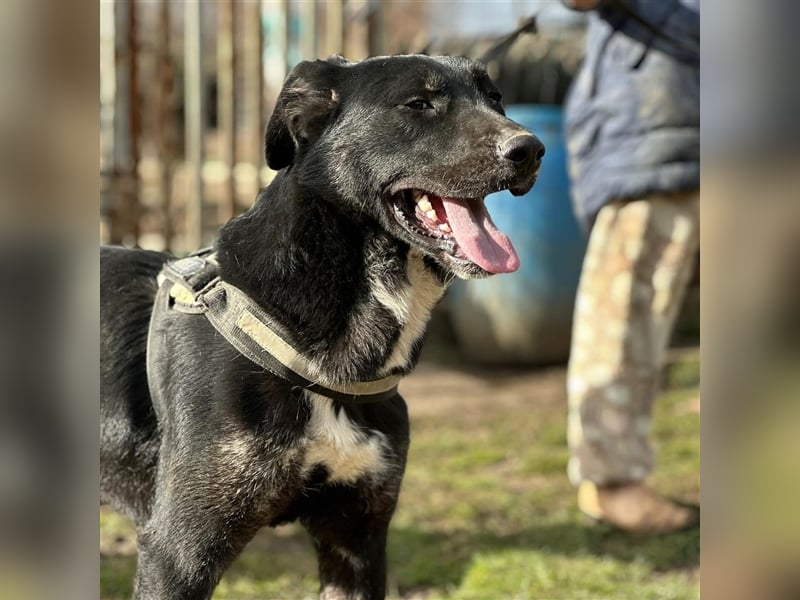 ALEX (*2022) sucht ein liebevolles Zuhause