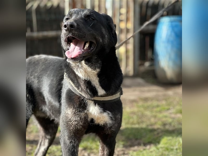 ALEX (*2022) sucht ein liebevolles Zuhause