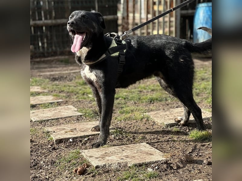 ALEX (*2022) sucht ein liebevolles Zuhause