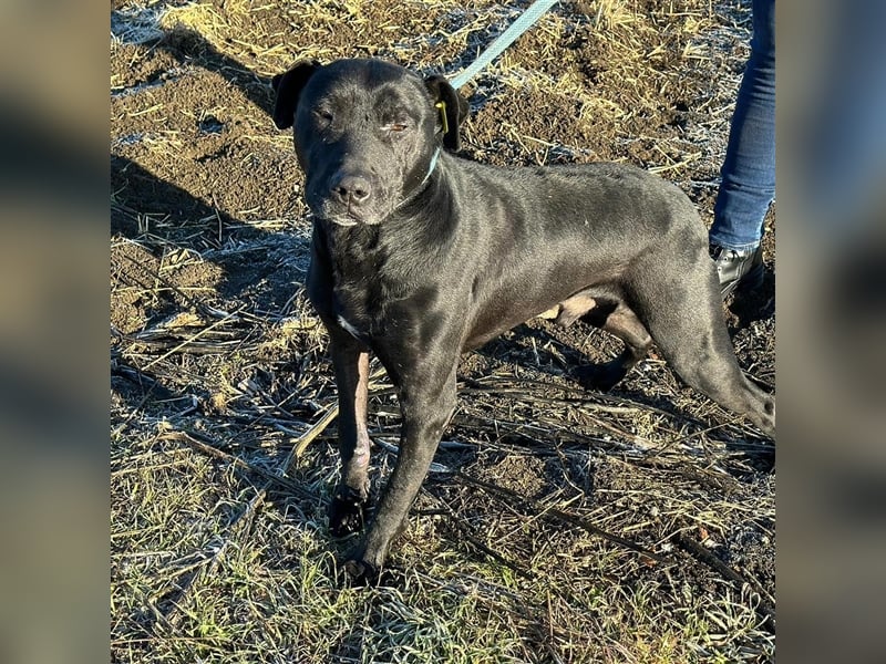 BRUNO (*2018) möchte endlich glücklich sein