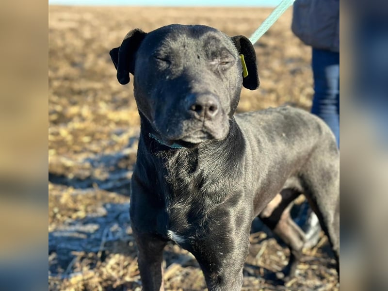 BRUNO (*2018) möchte endlich glücklich sein