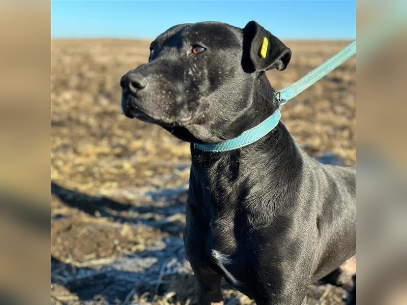 BRUNO (*2018) möchte endlich glücklich sein