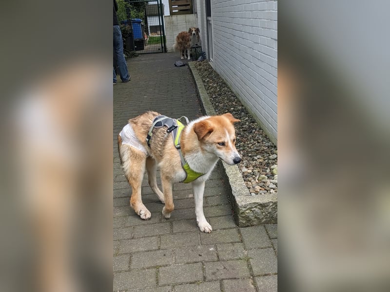 Freundlicher Lucky sucht sein Zuhause