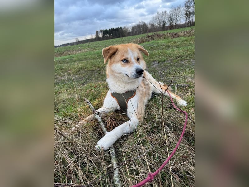 Freundlicher Lucky sucht sein Zuhause