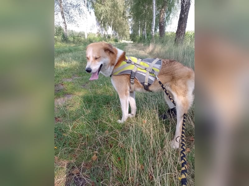 Freundlicher Lucky sucht sein Zuhause