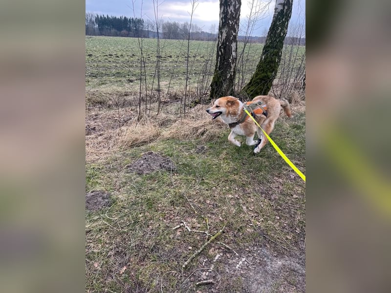Freundlicher Lucky sucht sein Zuhause