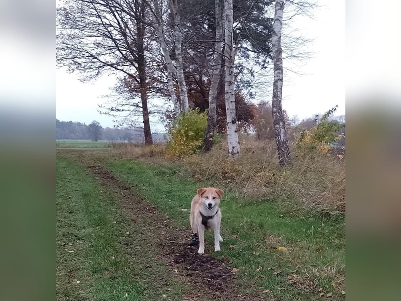 Freundlicher Lucky sucht sein Zuhause