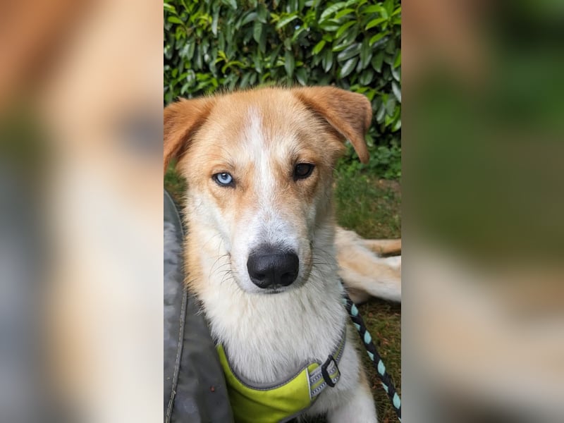 Freundlicher Lucky sucht sein Zuhause