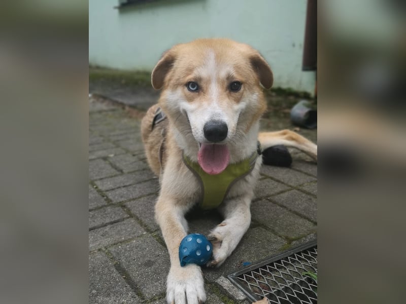 Freundlicher Lucky sucht sein Zuhause