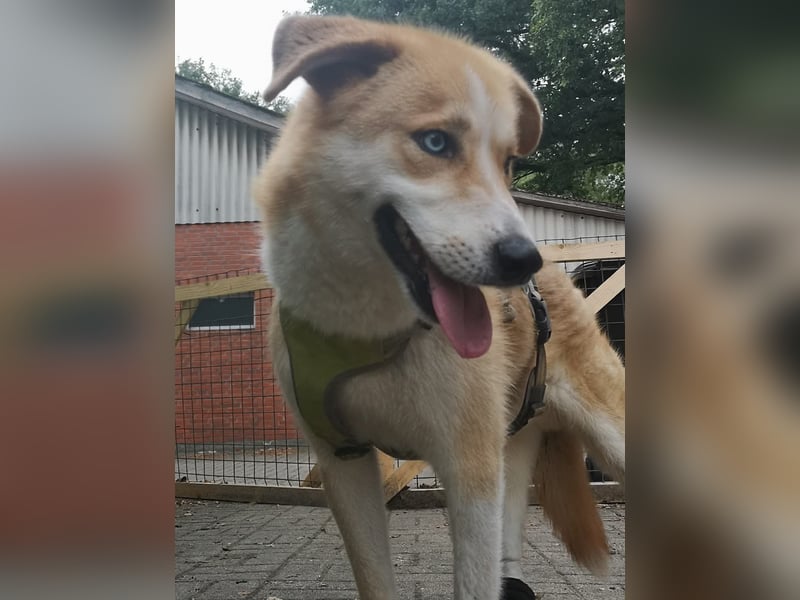 Freundlicher Lucky sucht sein Zuhause