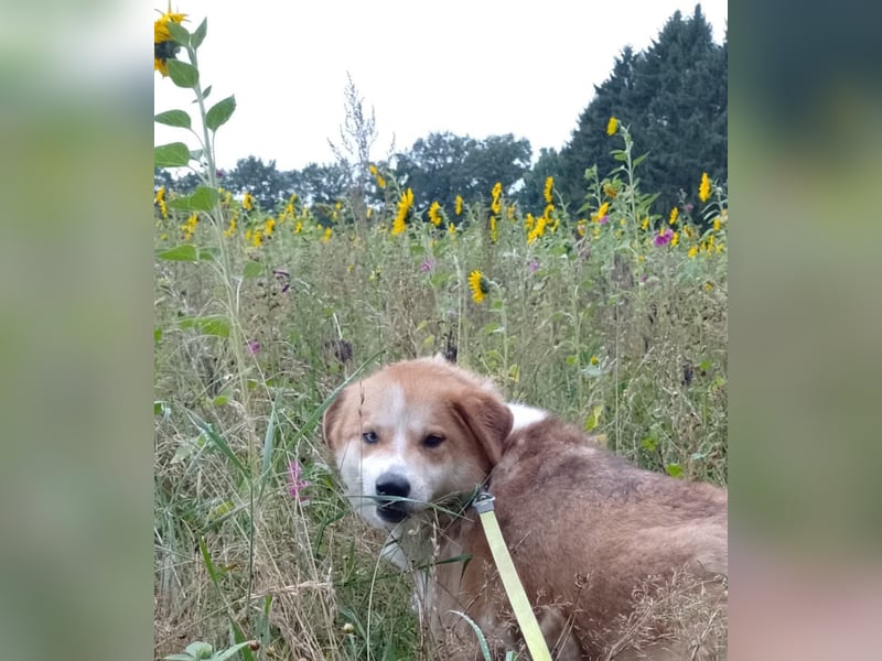 Freundlicher Lucky sucht sein Zuhause
