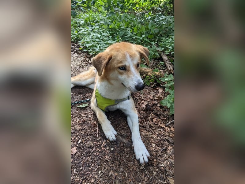 Freundlicher Lucky sucht sein Zuhause