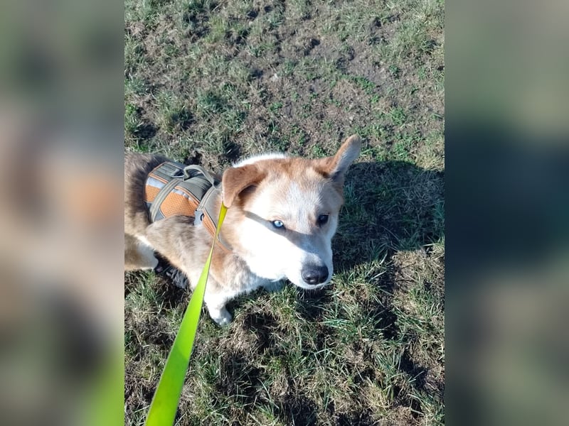 Freundlicher Lucky sucht sein Zuhause