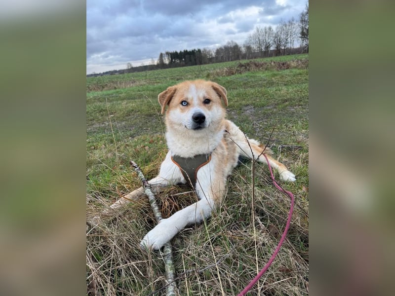 Freundlicher Lucky sucht sein Zuhause