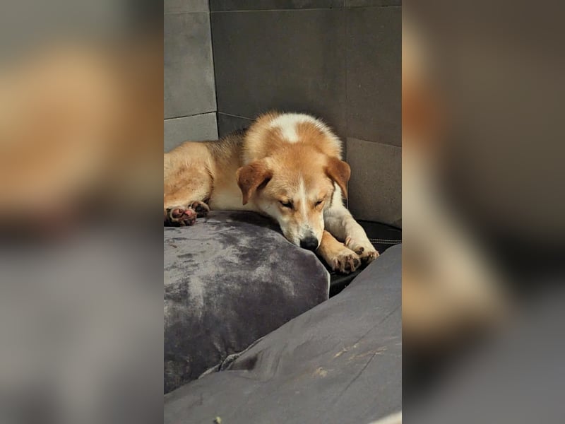 Freundlicher Lucky sucht sein Zuhause