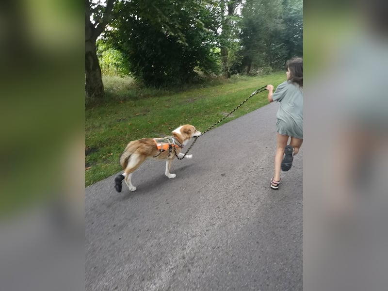 Freundlicher Lucky sucht sein Zuhause
