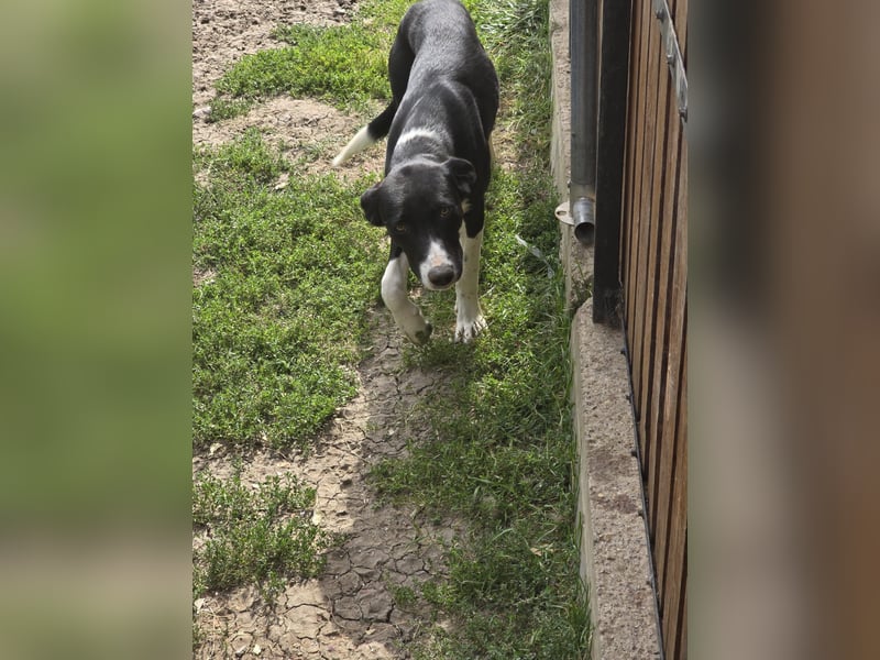 Nina – Eine lebensfrohe kleine Hundedame sucht ihr großes Glück!