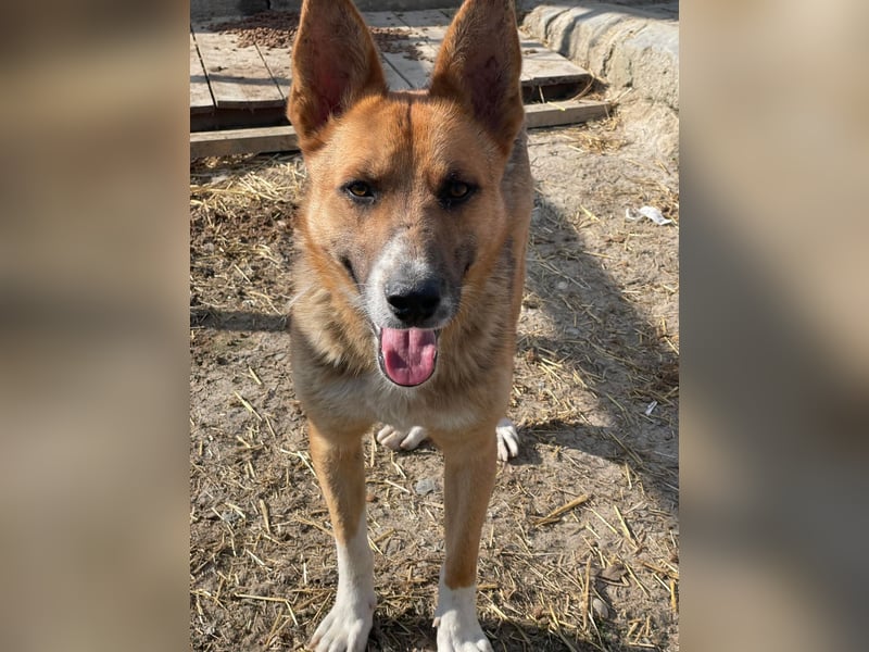 Scooby, endlich ein wirkliches Zuhause finden?