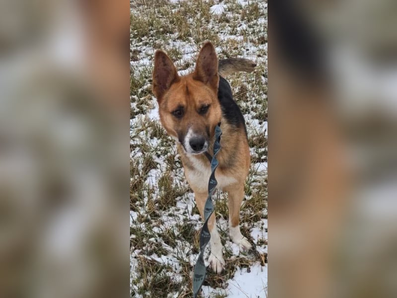 Scooby, endlich ein wirkliches Zuhause finden?