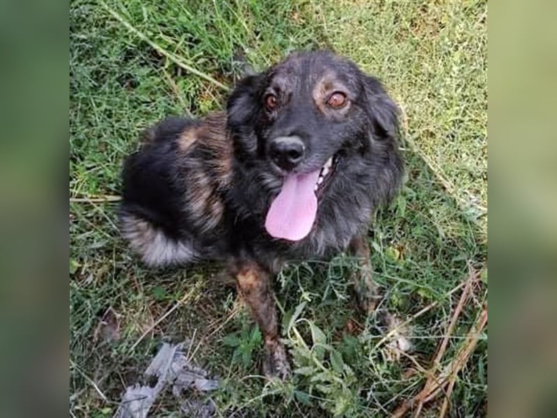 ROCKO ❤ sucht  Zuhause oder Pflegestelle