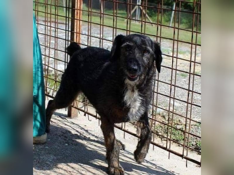 MAYA ❤ sucht Zuhause oder Pflegestelle