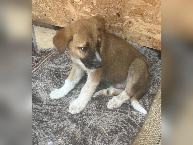 Cosmo, kleiner Hundemann auf der Suche nach dem Glück