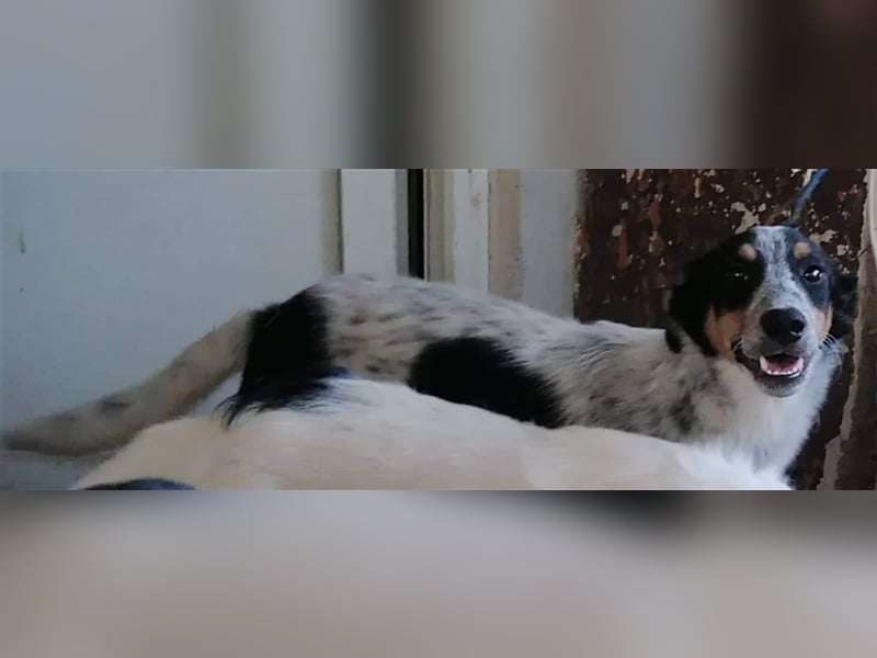 HARISAN ❤  sucht Zuhause oder Pflegestelle