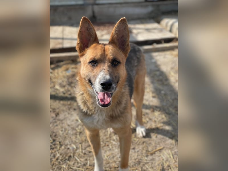 Scooby, endlich ein wirkliches Zuhause finden?