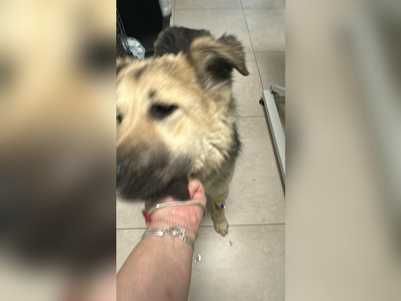 Marla, hübsche Junghündin sucht ihre Menschen