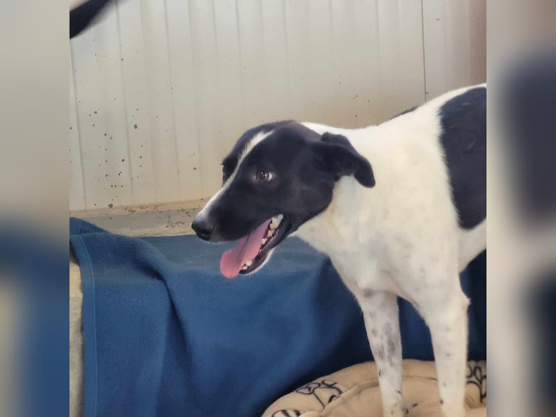 WINSTON ❤ EILIG! sucht Zuhause oder Pflegestelle