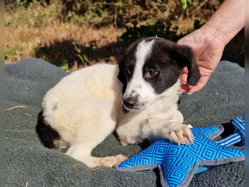 NEW YORK ❤ EILIG! sucht Zuhause oder Pflegestelle