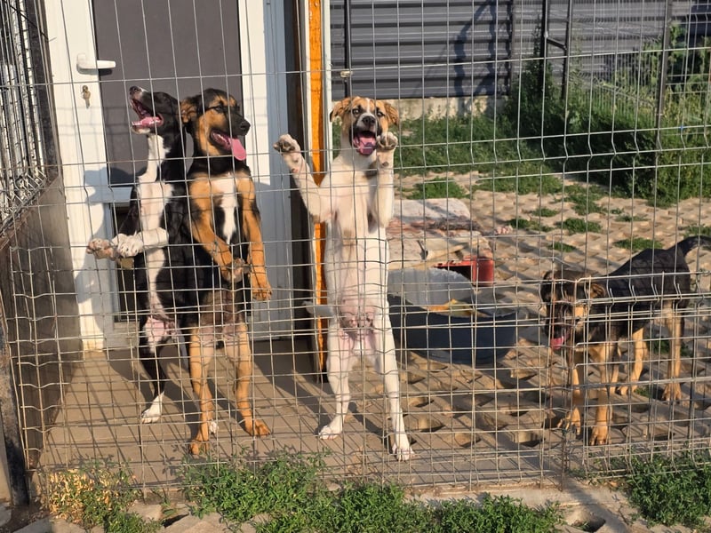 Nina – Eine lebensfrohe kleine Hundedame sucht ihr großes Glück!