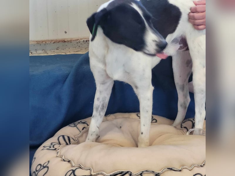 WINSTON ❤ EILIG! sucht Zuhause oder Pflegestelle