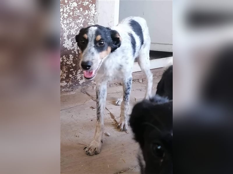 HARISAN ❤  sucht Zuhause oder Pflegestelle