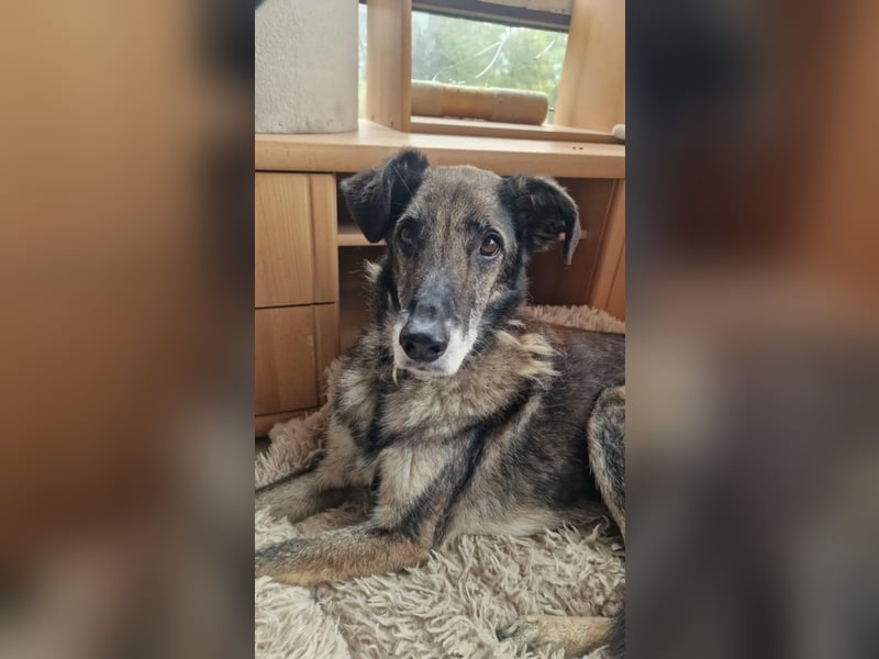 VICTOR ❤  wartet in 45770 Marl auf Dich