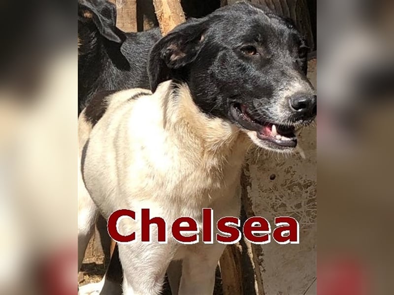 CHELSEA wartet in 90522 Oberasbach auf DICH
