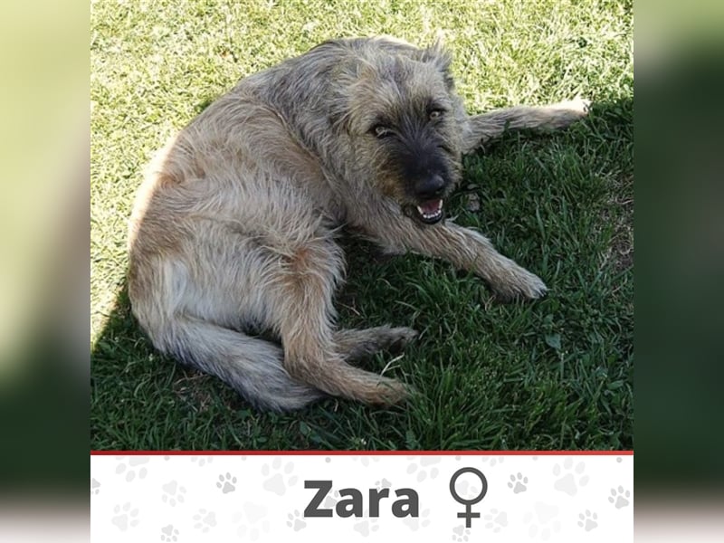 ZARA ❤  sucht Zuhause oder Pflegestelle