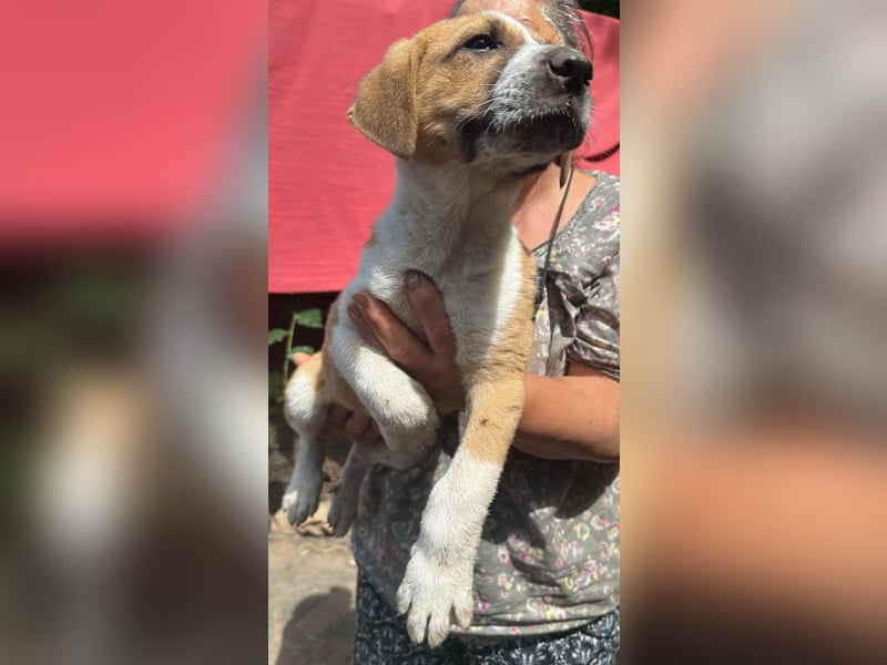Cajou, Hundekind sucht Platz in seiner Familie