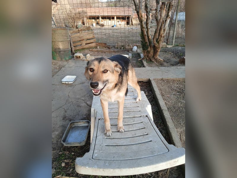 ALJONA ❤ sucht Zuhause oder Pflegestelle