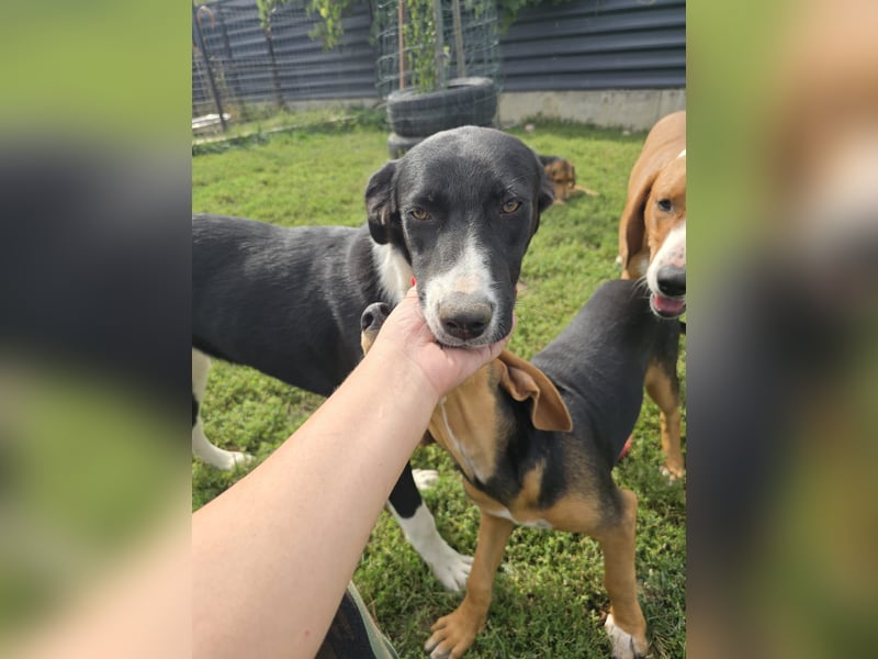 Nina – Eine lebensfrohe kleine Hundedame sucht ihr großes Glück!