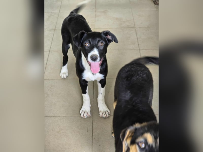 Nina – Eine lebensfrohe kleine Hundedame sucht ihr großes Glück!