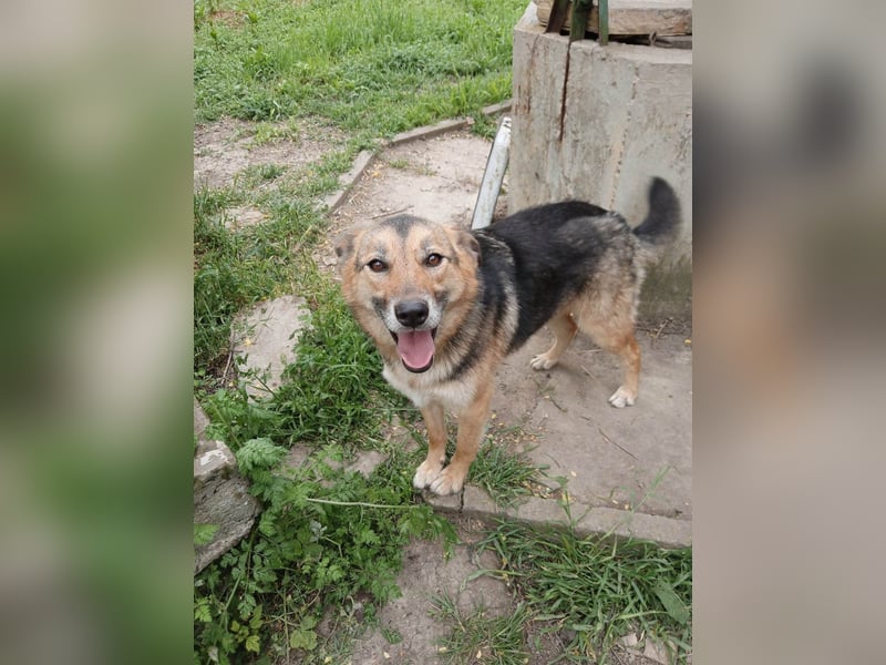 ALJONA ❤ sucht Zuhause oder Pflegestelle