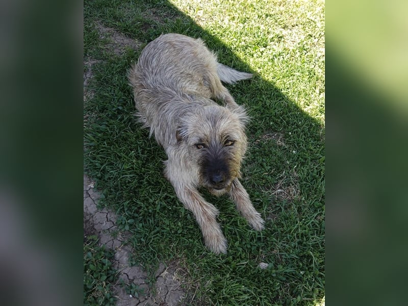 ZARA ❤  sucht Zuhause oder Pflegestelle