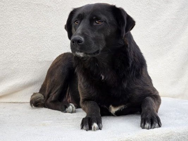 Nina – Eine lebensfrohe kleine Hundedame sucht ihr großes Glück!