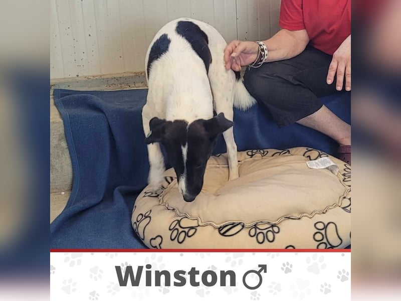 WINSTON ❤ EILIG! sucht Zuhause oder Pflegestelle