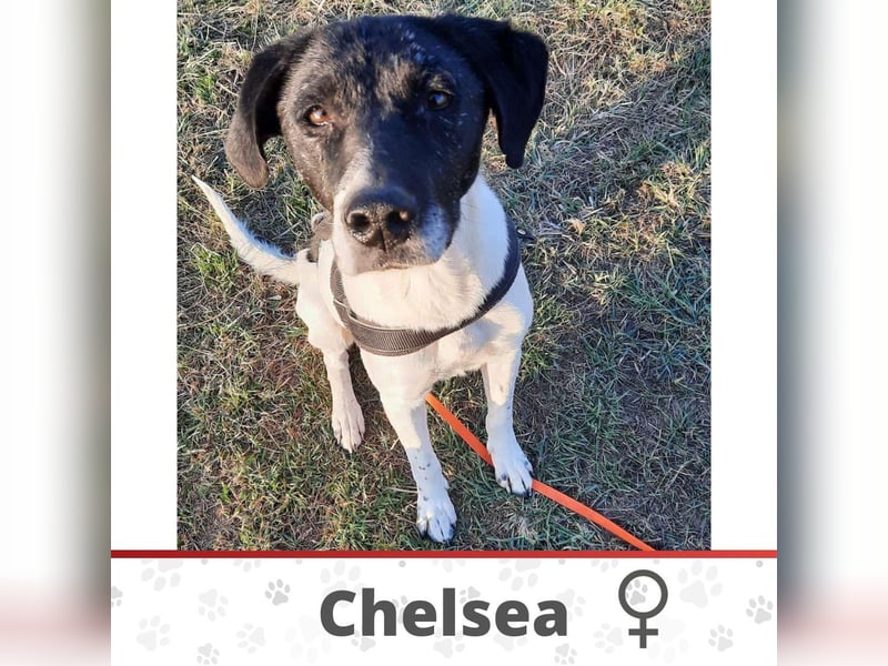 CHELSEA wartet in 90522 Oberasbach auf DICH