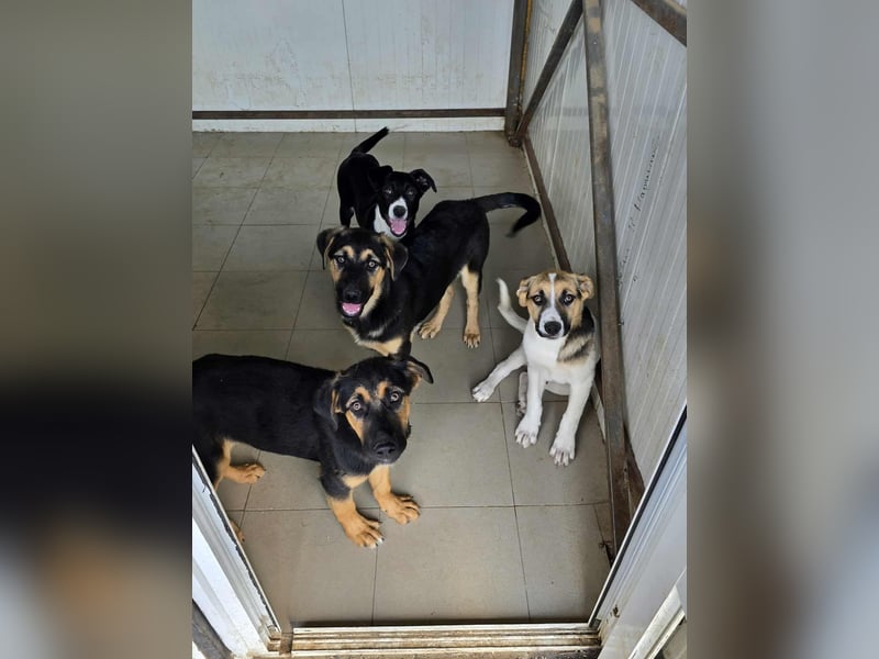 Nina – Eine lebensfrohe kleine Hundedame sucht ihr großes Glück!