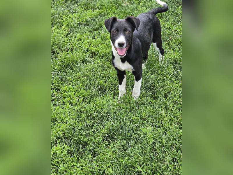 Nina – Eine lebensfrohe kleine Hundedame sucht ihr großes Glück!