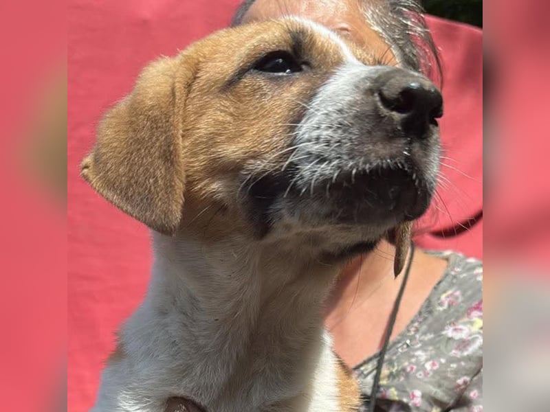 Cajou, Hundekind sucht Platz in seiner Familie